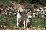 AKITA INU 393